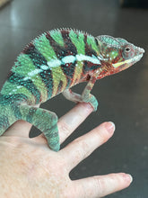 Load image into Gallery viewer, AMBILOBE Panther Chameleon: Riot/JJ/Bolt (J2)
