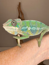 Load image into Gallery viewer, Chameleon on a branch held by a person against a neutral background