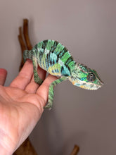 Load image into Gallery viewer, Green juvenile panther chameleon on a person's hand with a neutral background