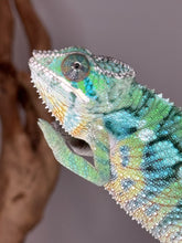 Load image into Gallery viewer, Close-up of a colorful panther chameleon chameleon on a blurred background for sale at FramsChams