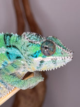 Load image into Gallery viewer, Cute face of an ambilobe panther chameleon