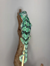 Load image into Gallery viewer, Back view of juvenile panther chameleon
