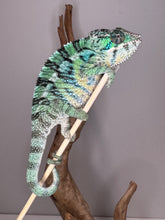 Load image into Gallery viewer, Colorful panther chameleon on a branch against a gray background
