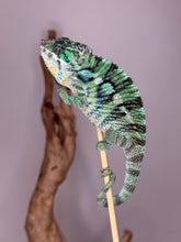 Load image into Gallery viewer, Juvenile Ambilobe Panther Chameleon on a branch against a plain background