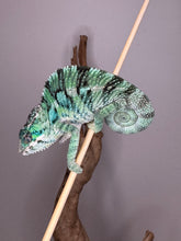 Load image into Gallery viewer, Panther Chameleon on a branch with a plain background