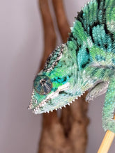 Load image into Gallery viewer, Close-up of an ambilobe panther chameleon on a branch with a blurred background at FramsChams