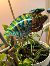 Load image into Gallery viewer, AMBILOBE Panther Chameleon: WC Hawkeye x Nugget (F4)