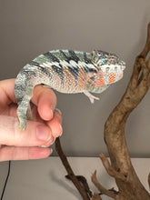 Load image into Gallery viewer, AMBILOBE Panther Chameleon: (E8)