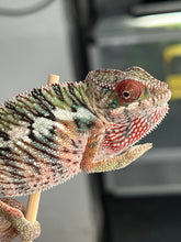 Load image into Gallery viewer, Ambilobe male: Rogue x Phoenix (I8)