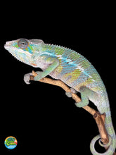 Load image into Gallery viewer, Beautiful Ambilobe Panther Chameleon on a branch with a black background for sale at FramsChams