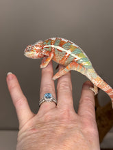 Load image into Gallery viewer, AMBILOBE Panther Chameleon: (J2)