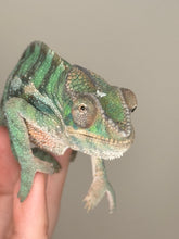 Load image into Gallery viewer, AMBILOBE Panther Chameleon: (E5)