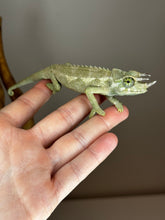 Load image into Gallery viewer, Male Jackson’s Chameleon: I4