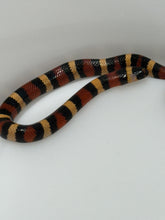 Load image into Gallery viewer, Apricot Pueblan Milk Snake- (MS4)