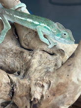 Load image into Gallery viewer, AMBILOBE Panther Chameleon: Sunny Delight x Skittles(R4)