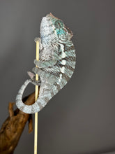 Load image into Gallery viewer, AMBANJA X ANKIFY Panther Chameleon:(F1)