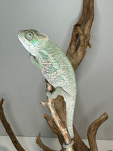 Load image into Gallery viewer, AMBILOBE Panther Chameleon: (E7)
