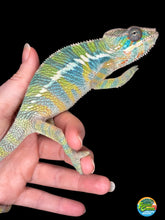 Load image into Gallery viewer, Stunning yellow body, blue bar chameleon on a hand with a black background for sale at FramsChams