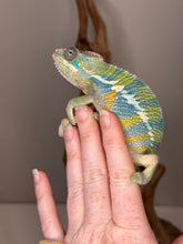 Load image into Gallery viewer, Beautiful chameleon available at FramsChams.