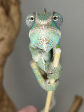 Load image into Gallery viewer, Cute chameleon with closeup of the face looking at the camera with both eyes.