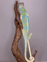 Load image into Gallery viewer, Back of a panther chameleon showing the dorsal crest