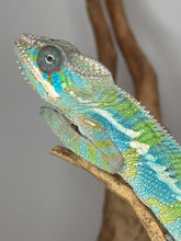 Load image into Gallery viewer, Chameleon on a branch with a plain background