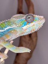Load image into Gallery viewer, Bright blue green chameleon looking at the camera.