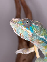 Load image into Gallery viewer, Close-up of a chameleon on a branch with a blurred background