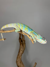 Load image into Gallery viewer, Bright chameleon on a branch in front of a neutal background.