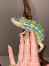 Load image into Gallery viewer, Chameleon on a person's hand with a neutral background