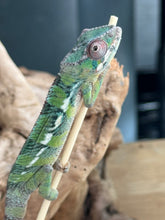 Load image into Gallery viewer, AMBILOBE male: Sam x Amie (R19)
