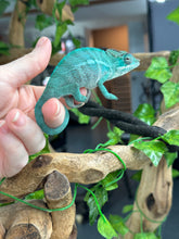 Load image into Gallery viewer, AMBANJA Panther Chameleon: Blue Inferno x Tango (E12)