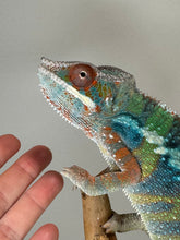 Load image into Gallery viewer, AMBILOBE Panther Chameleon male:(J6)