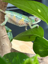 Load image into Gallery viewer, Ambilobe male: Flash x Rocky (R6)