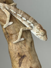 Load image into Gallery viewer, AMBILOBE FEMALE - Flash x Phoenix female 🚺 (R14)