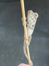 Load image into Gallery viewer, AMBILOBE male: Starburst x Margaret (R8)