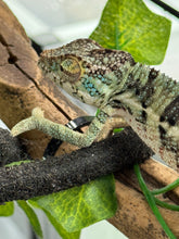 Load image into Gallery viewer, AMBANJA Panther Chameleon: Dubois x Ellie (E7)