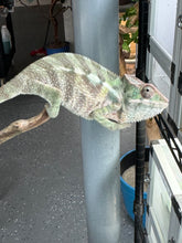 Load image into Gallery viewer, SAMBAVA Panther Chameleon: (E31)