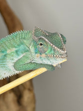 Load image into Gallery viewer, AMBILOBE Male Panther Chameleon: (E24)