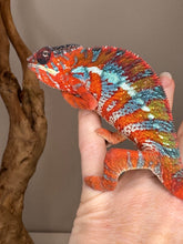 Load image into Gallery viewer, AMBILOBE Panther Chameleon: (E16)