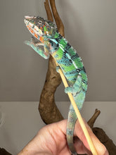 Load image into Gallery viewer, AMBILOBE Male Panther Chameleon: (E14)
