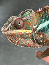 Load image into Gallery viewer, Ambilobe Panther Chameleon Riot/JJ/Bolt