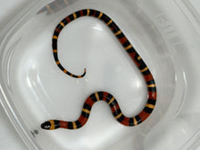 Load image into Gallery viewer, Apricot Pueblan Milk Snake- (MS5)