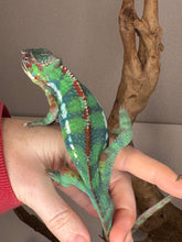 Load image into Gallery viewer, juvenile Ambilobe Panther Chameleon