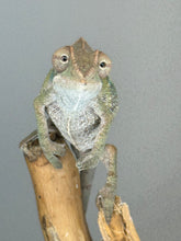 Load image into Gallery viewer, AMBILOBE male: Starburst x Voodoo (E14)