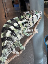 Load image into Gallery viewer, SAMBAVA Panther Chameleon: (E11)