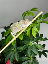Load image into Gallery viewer, AMBILOBE male panther chameleon: Flash x Opal (R3)