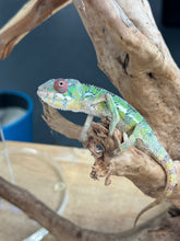 Load image into Gallery viewer, AMBILOBE male: Sam x Amie (R19)