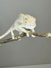 Load image into Gallery viewer, AMBILOBE FEMALE Panther Chameleon: 🚺 (E18)