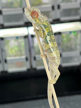 Load image into Gallery viewer, AMBILOBE male: Sam x Amie (Q4)